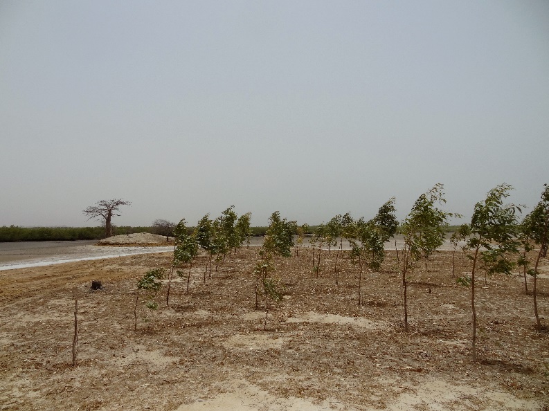 Plantations d'Eucalyptus dans lesquelles des mesures étaient effectuées