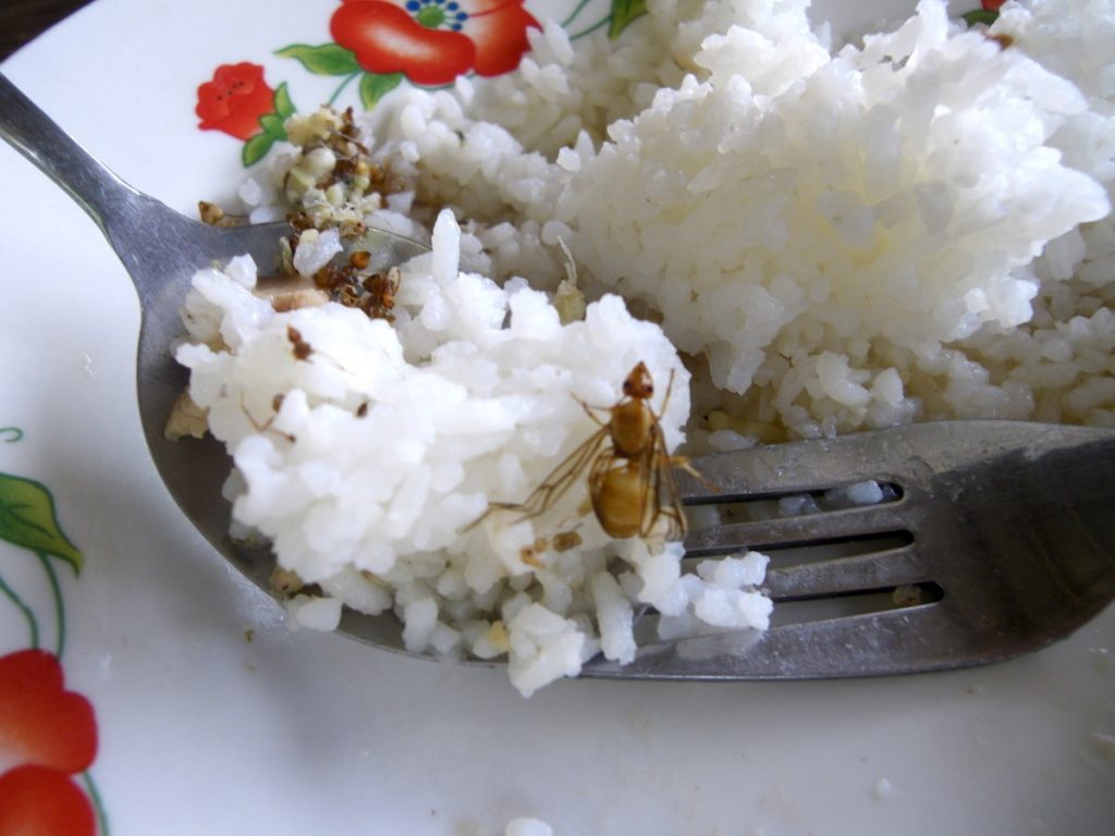 Photo d'un plat de riz au Cambodge