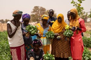 Récolte de légumes biofertilisés avec des inoculums - Ngueye Ngueye.