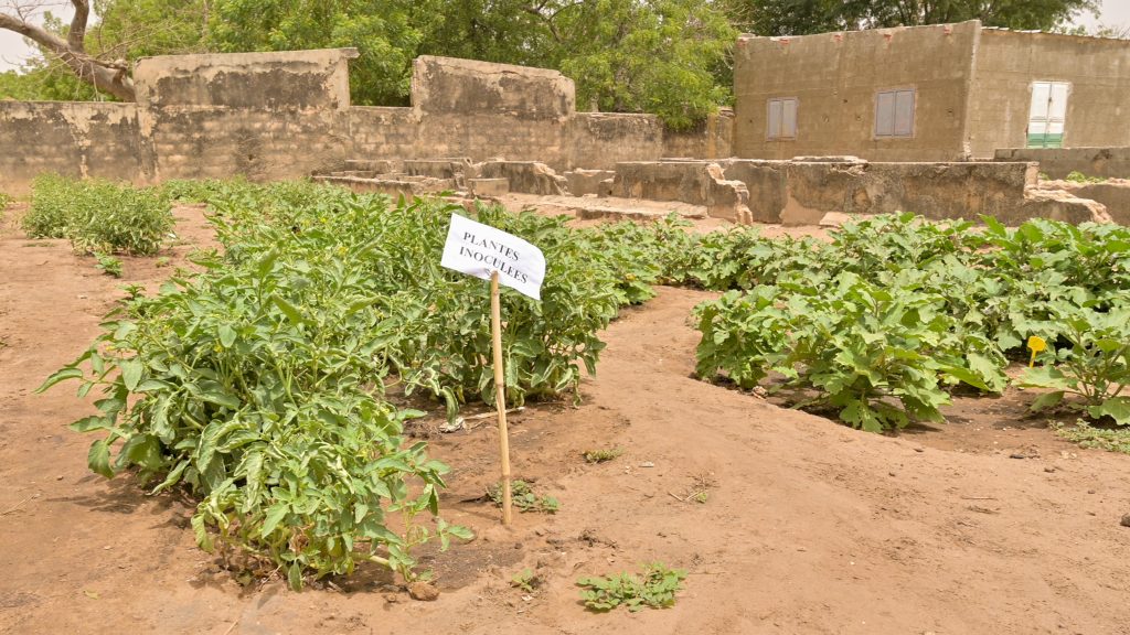 Synergie ARES - plante inoculées par un engrais produit avec un champignon mychorizien