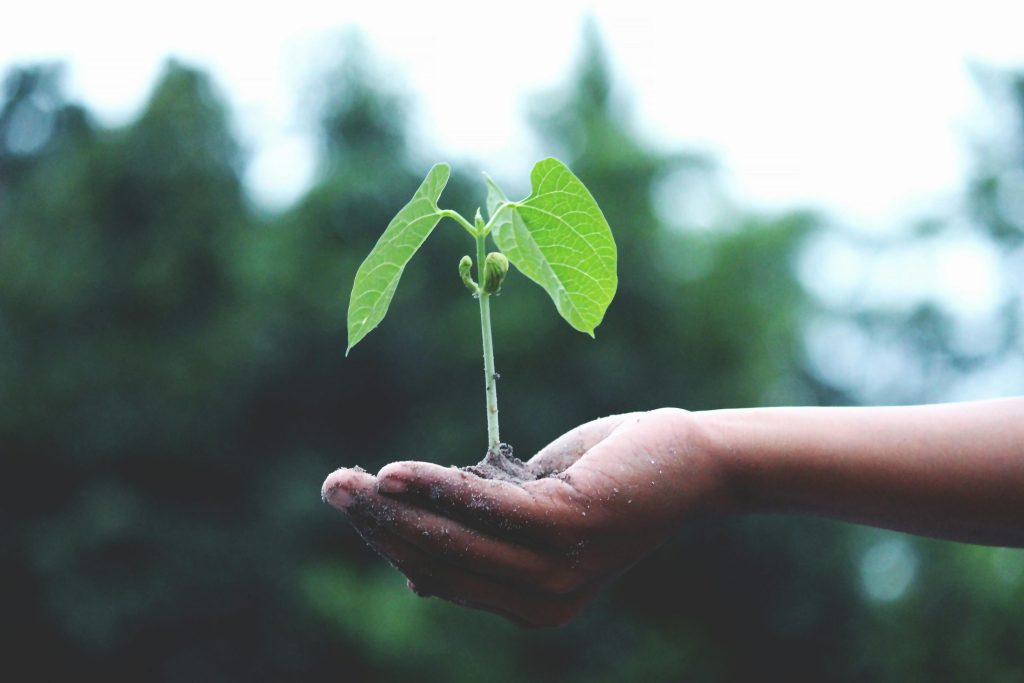 Photo d'une main tenant une plante 